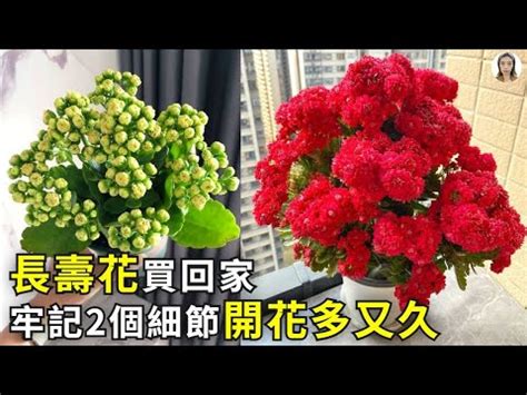 長壽花風水|【長壽花 風水】長壽花這樣擺，風水極佳，財源滾滾，招財聚福！